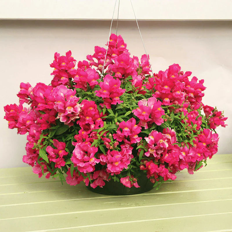Snapdragon Candy Showers Mix F1