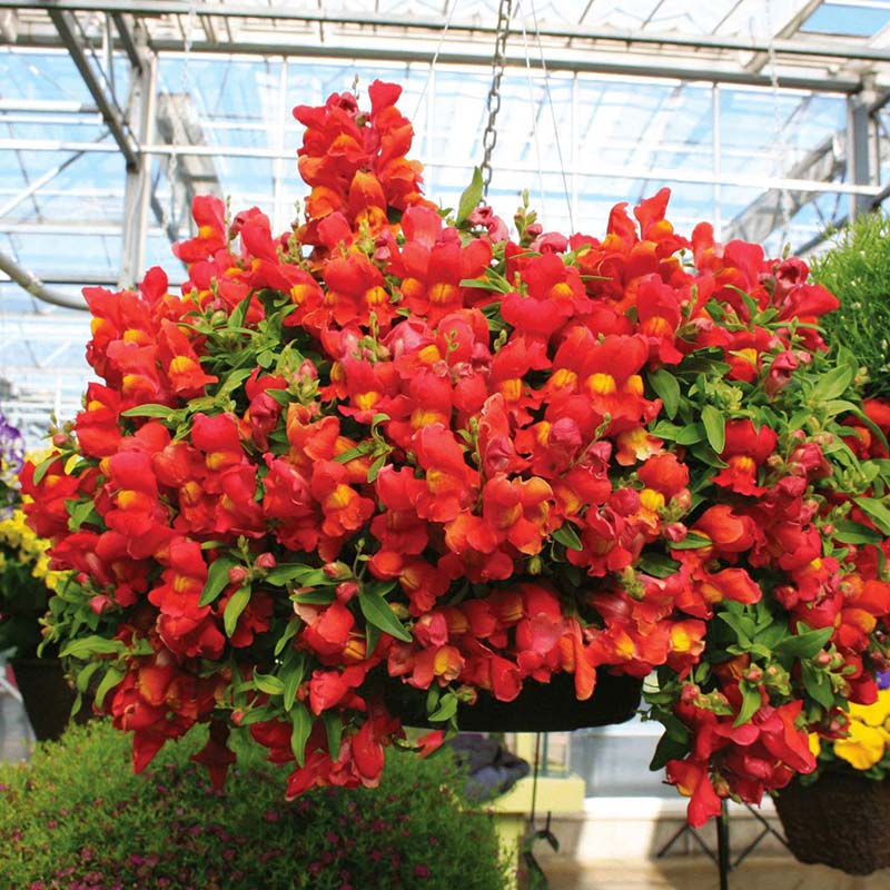 Snapdragon Candy Showers Mix F1