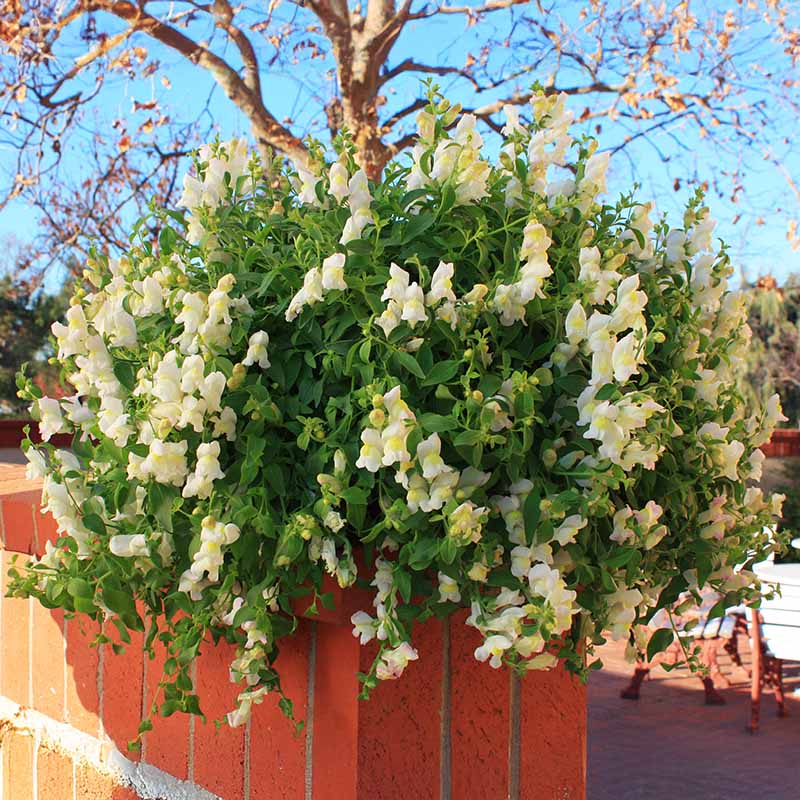 Snapdragon Candy Showers Mix F1