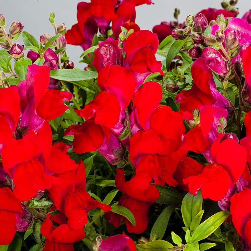 Snapdragon Candy Showers Mix F1