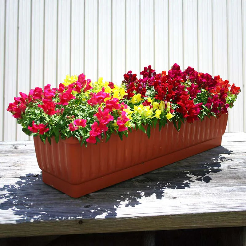 Snapdragon Candy Showers Mix F1