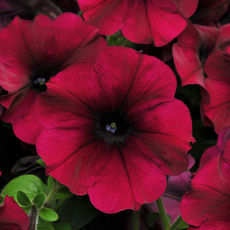 Petunia Wave series