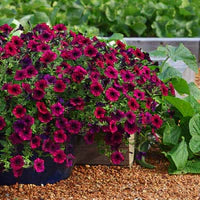 Petunia Wave series