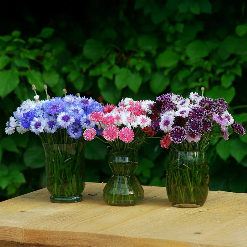 Centaurea Classic Artist Mix