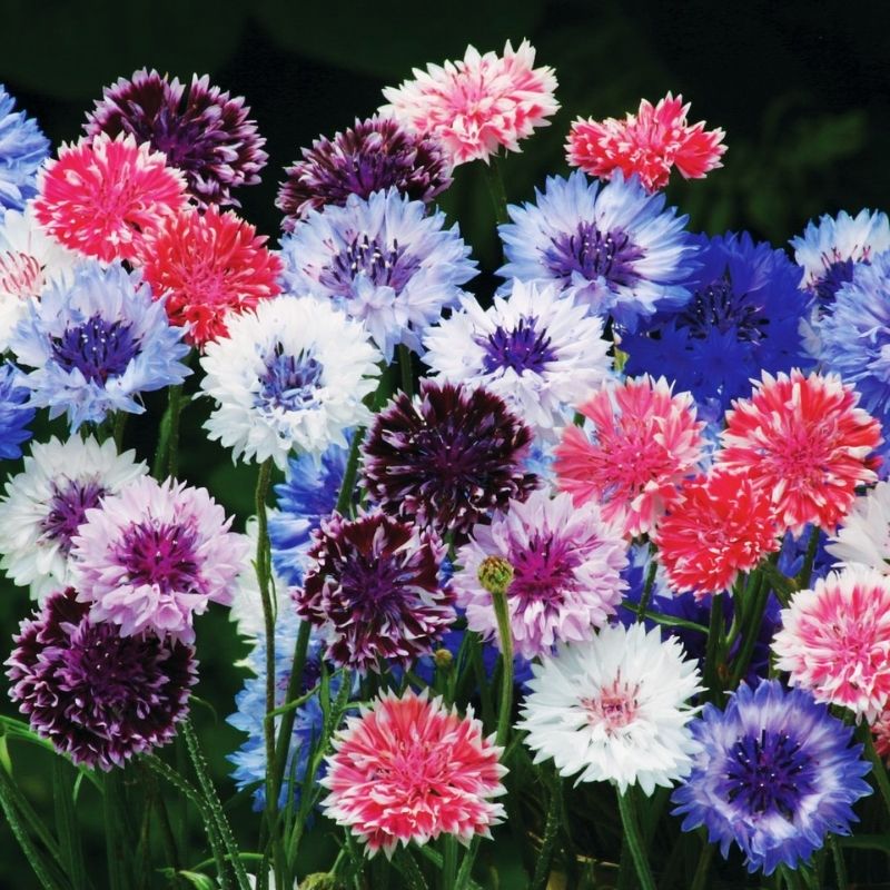 Centaurea Classic Artist Mix