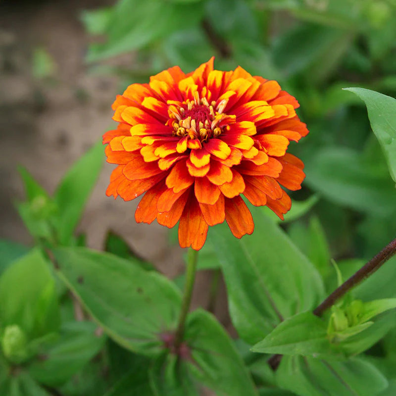 Zinnia Macarenia