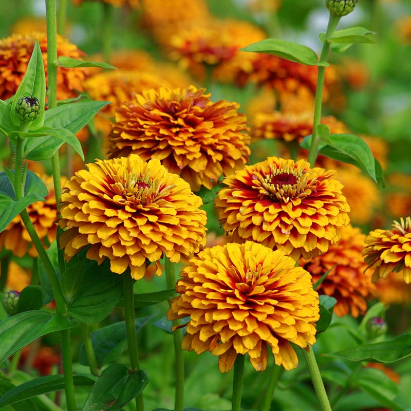 Zinnia Macarenia