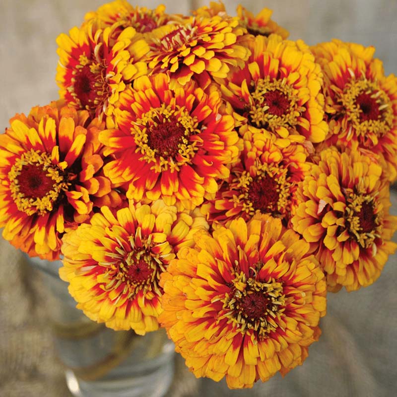 Zinnia Macarenia