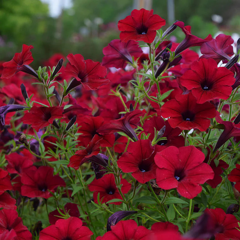 Petunia Tidal Wave Velour Red F1 for Hedges/Borders ( spreads more than 3 feet but not more than 5 feet )