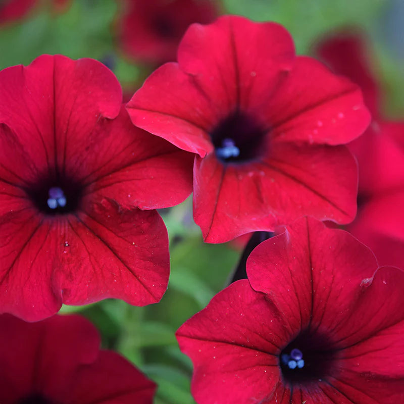 Petunia Tidal Wave Velour Red F1 for Hedges/Borders ( spreads more than 3 feet but not more than 5 feet )