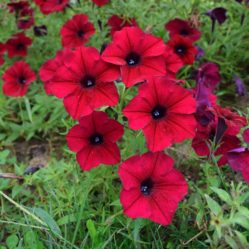 Petunia Tidal Wave Velour Red F1 for Hedges/Borders ( spreads more than 3 feet but not more than 5 feet )
