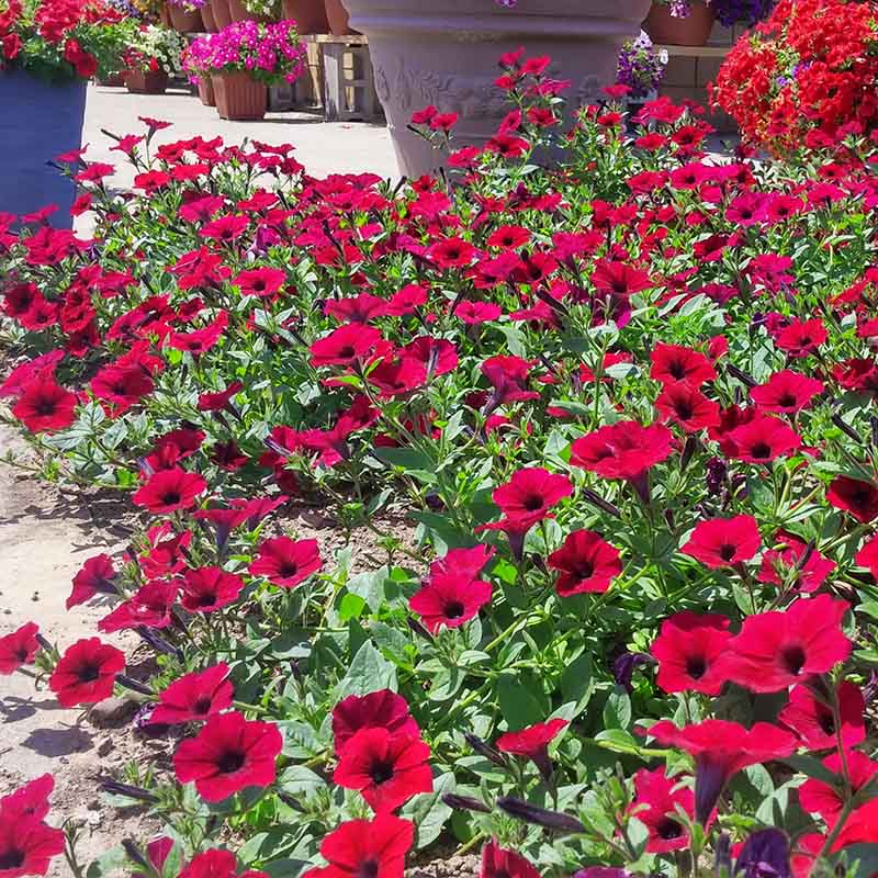 Petunia Tidal Wave Velour Red F1 for Hedges/Borders ( spreads more than 3 feet but not more than 5 feet )