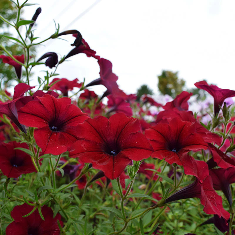 Petunia Tidal Wave Velour Red F1 for Hedges/Borders ( spreads more than 3 feet but not more than 5 feet )