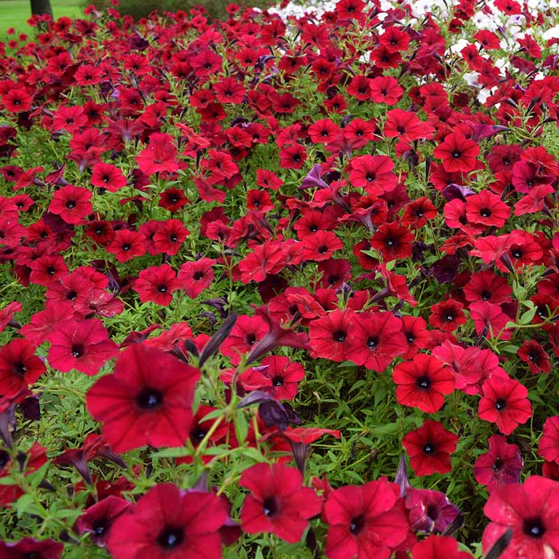 Petunia Tidal Wave Velour Red F1 for Hedges/Borders ( spreads more than 3 feet but not more than 5 feet )