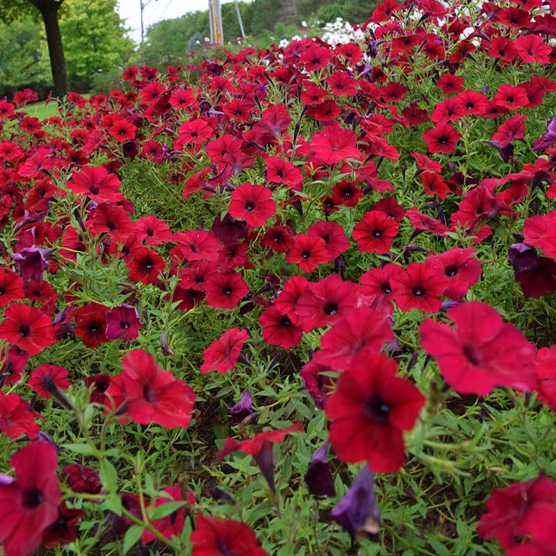 Petunia Tidal Wave Velour Red F1 for Hedges/Borders ( spreads more than 3 feet but not more than 5 feet )