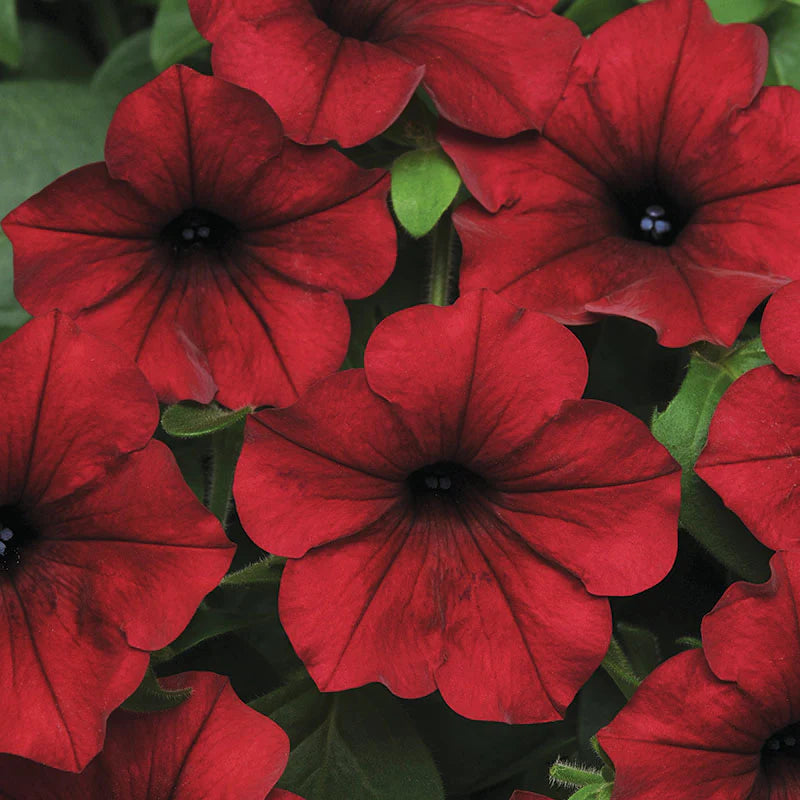 Petunia Tidal Wave Velour Red F1 for Hedges/Borders ( spreads more than 3 feet but not more than 5 feet )