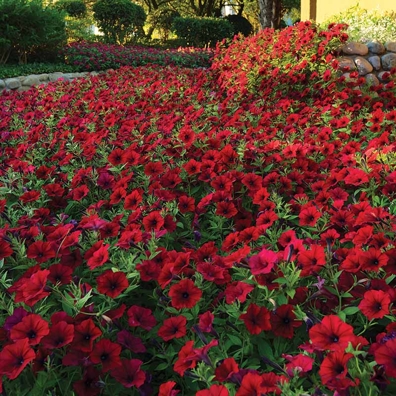 Petunia Tidal Wave Velour Red F1 for Hedges/Borders ( spreads more than 3 feet but not more than 5 feet )