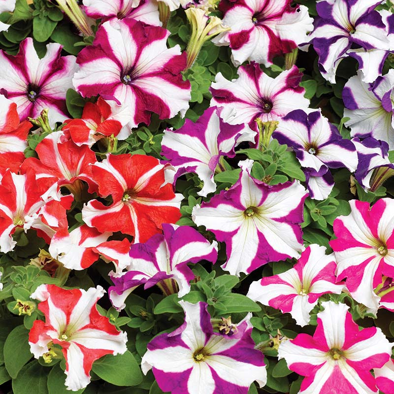 Petunia Tritunia Star Mix F1- for flower beds - spreads upto 14 inches