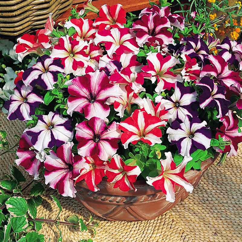 Petunia Tritunia Star Mix F1- for flower beds - spreads upto 14 inches
