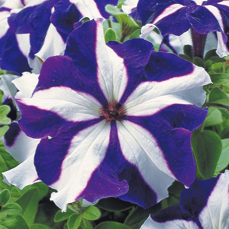 Petunia Tritunia Star Mix F1- for flower beds - spreads upto 14 inches