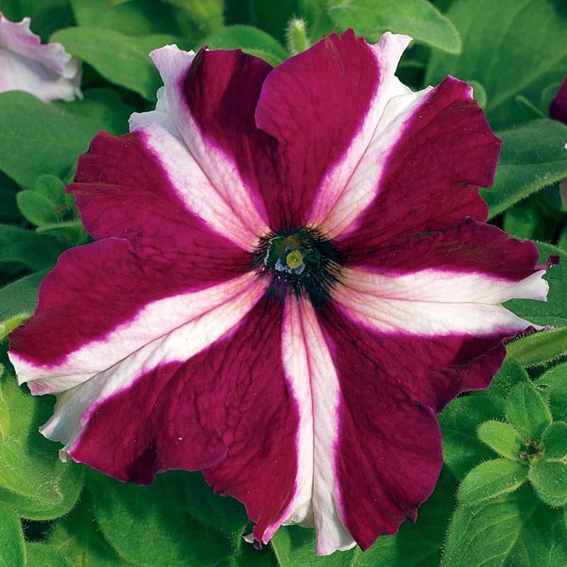 Petunia Tritunia Star Mix F1- for flower beds - spreads upto 14 inches