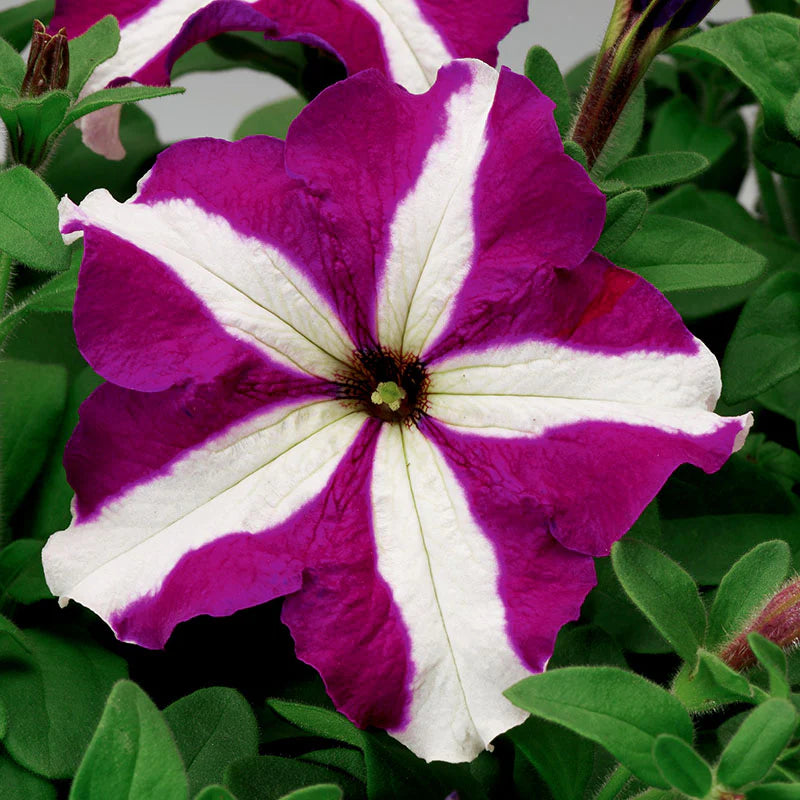 Petunia Tritunia Star Mix F1- for flower beds - spreads upto 14 inches