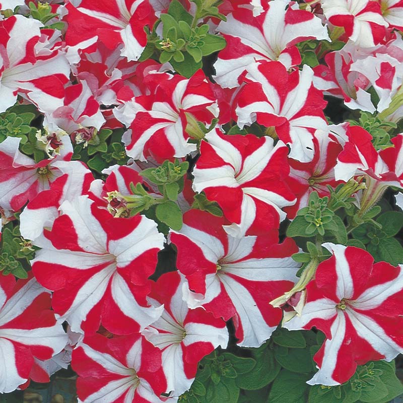 Petunia Tritunia Star Mix F1- for flower beds - spreads upto 14 inches