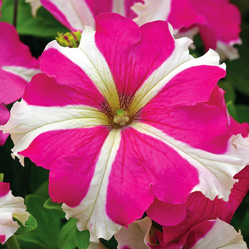 Petunia Tritunia Star Mix F1- for flower beds - spreads upto 14 inches