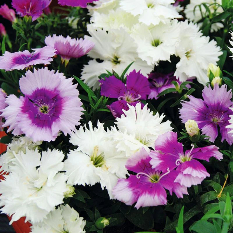Dianthus Diana Lavendina Mix F1