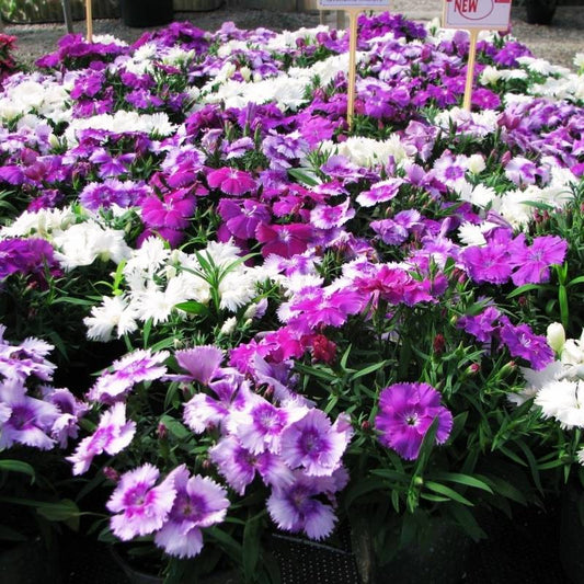 Dianthus Diana Lavendina Mix F1