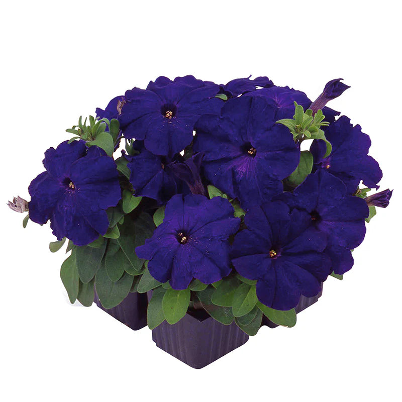 Petunia Limbo Blue F1