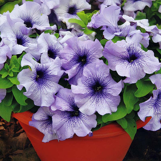 Petunia Limbo Blue Vein F1
