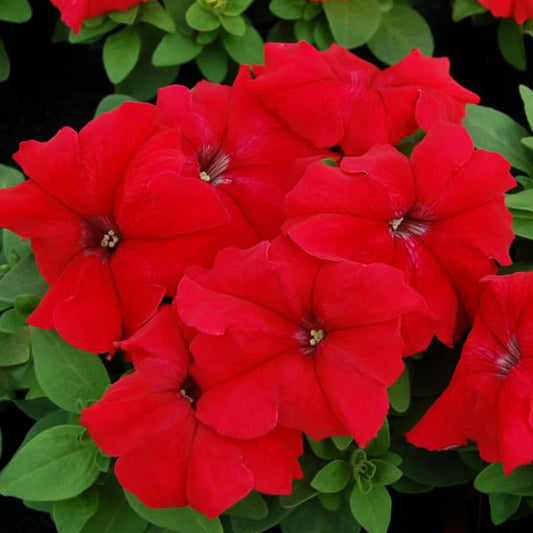 Petunia Limbo Red F1