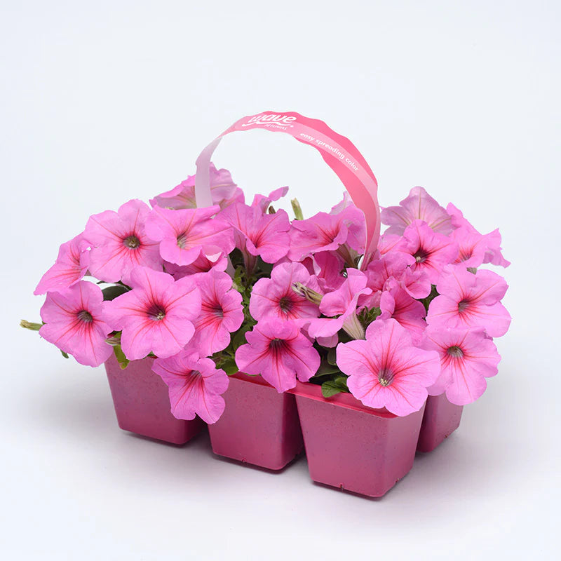 Petunia Easy Wave Pink Passion F1 hybrid for Hanging Baskets/Pots ( spreads upto  3 feet )