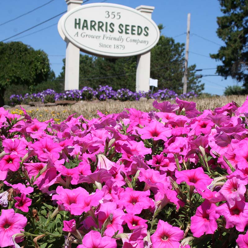 Petunia Easy Wave Pink Passion F1 hybrid for Hanging Baskets/Pots ( spreads upto  3 feet )