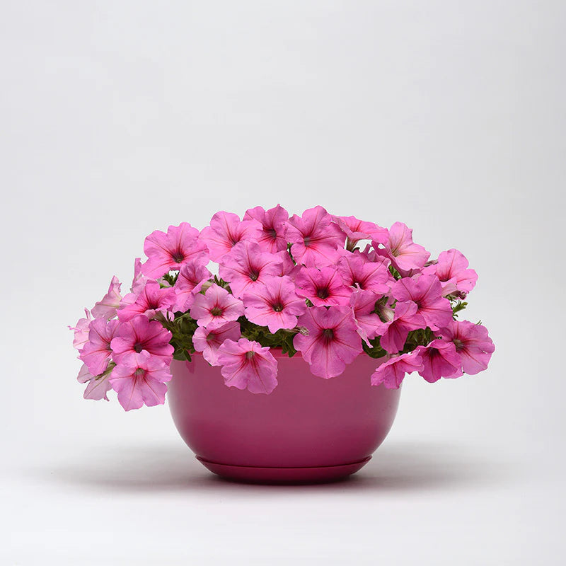 Petunia Easy Wave Pink Passion F1 hybrid for Hanging Baskets/Pots ( spreads upto  3 feet )