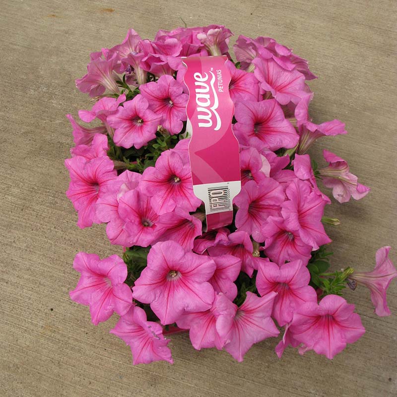 Petunia Easy Wave Pink Passion F1 hybrid for Hanging Baskets/Pots ( spreads upto  3 feet )