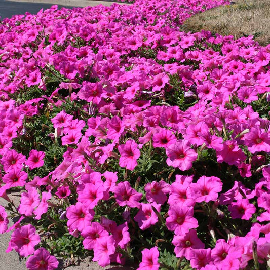 Petunia Easy Wave Pink Passion F1 hybrid for Hanging Baskets/Pots ( spreads upto  3 feet )