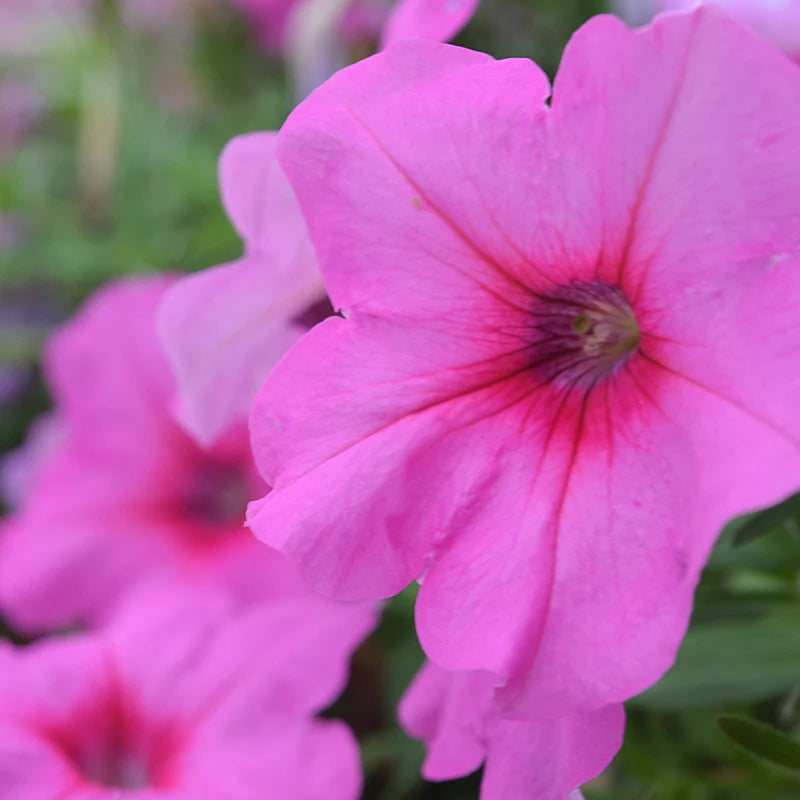 Petunia Easy Wave Pink Passion F1 hybrid for Hanging Baskets/Pots ( spreads upto  3 feet )