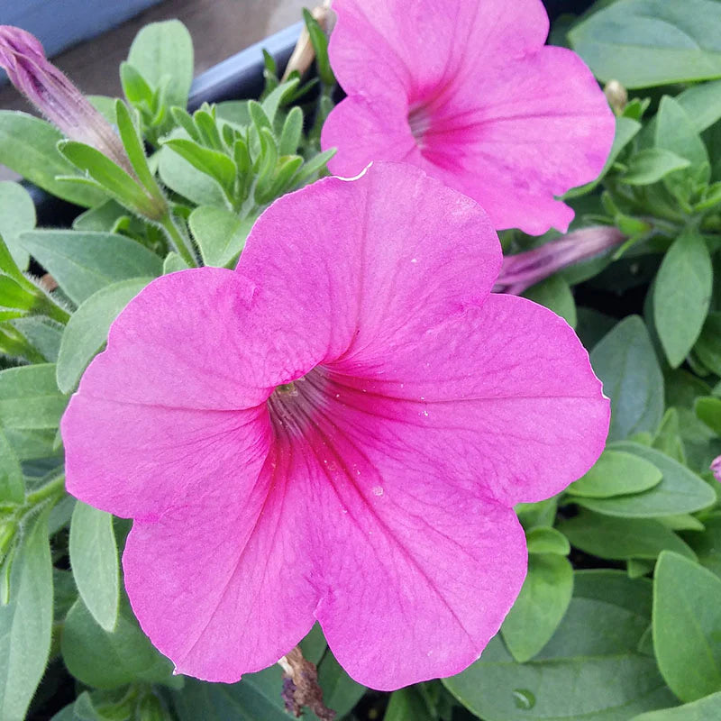 Petunia Easy Wave Pink Passion F1 hybrid for Hanging Baskets/Pots ( spreads upto  3 feet )