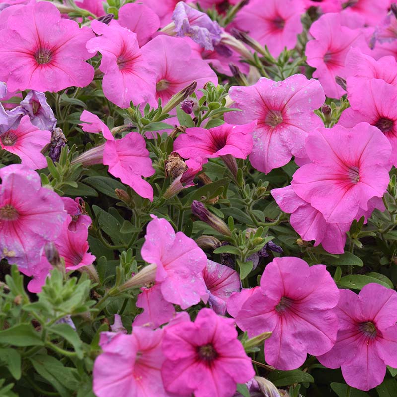 Petunia Easy Wave Pink Passion F1 hybrid for Hanging Baskets/Pots ( spreads upto  3 feet )