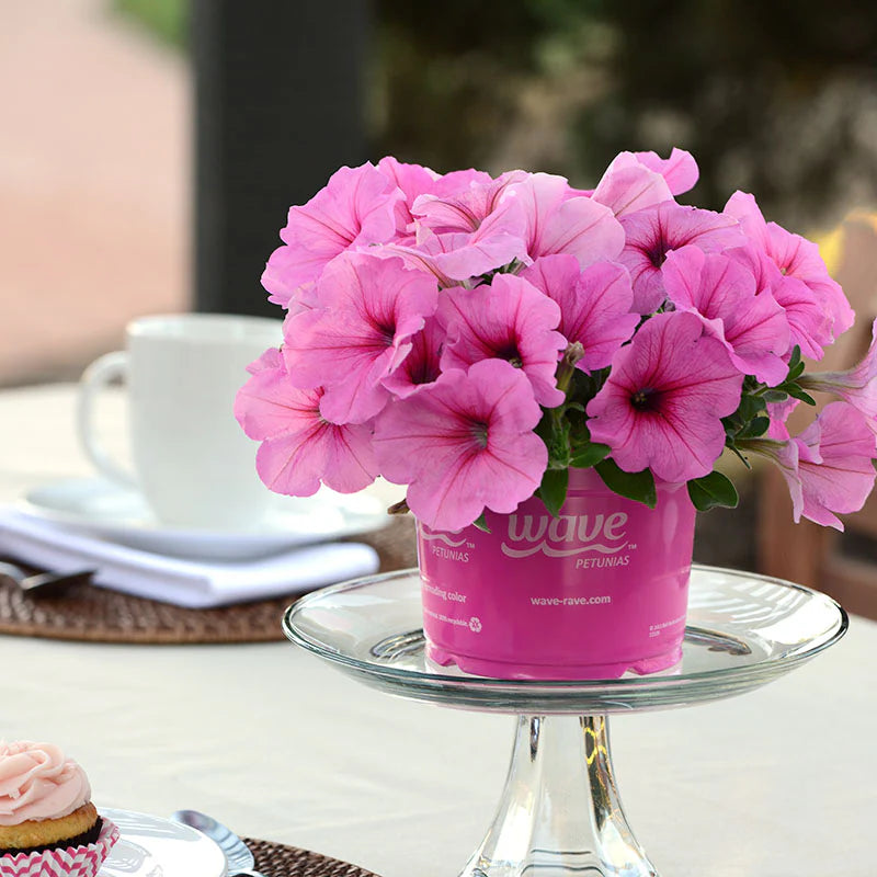 Petunia Easy Wave Pink Passion F1 hybrid for Hanging Baskets/Pots ( spreads upto  3 feet )