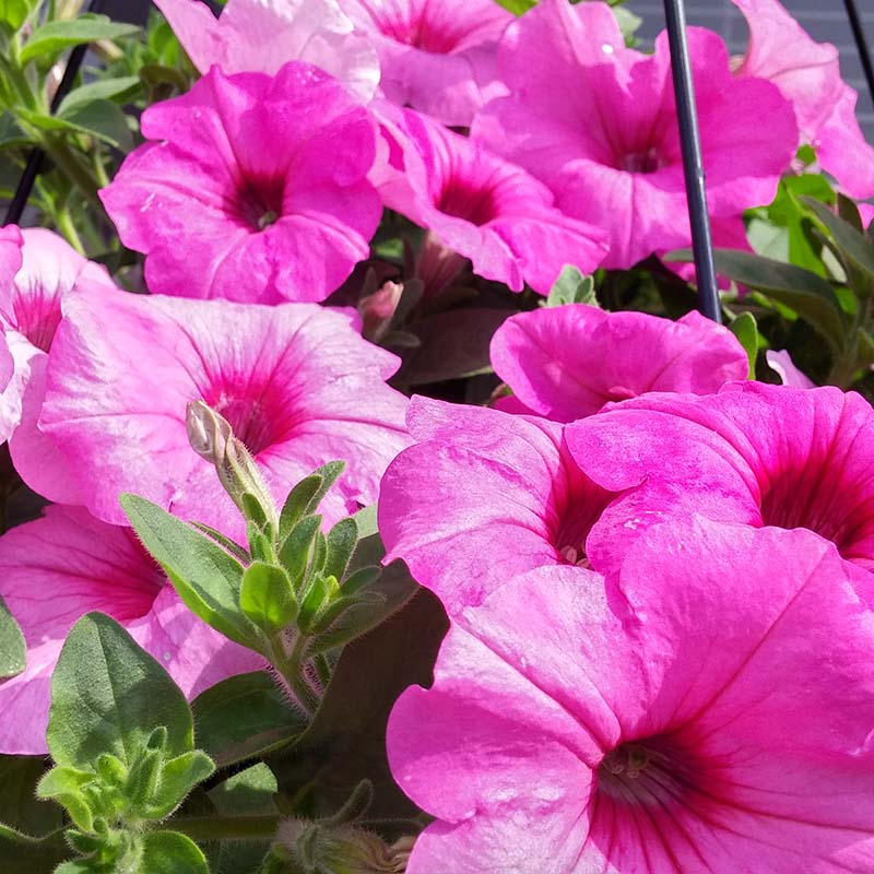 Petunia Easy Wave Pink Passion F1 hybrid for Hanging Baskets/Pots ( spreads upto  3 feet )