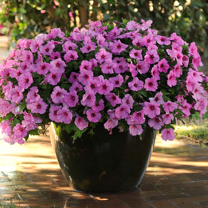 Petunia Easy Wave Pink Passion F1 hybrid for Hanging Baskets/Pots ( spreads upto  3 feet )