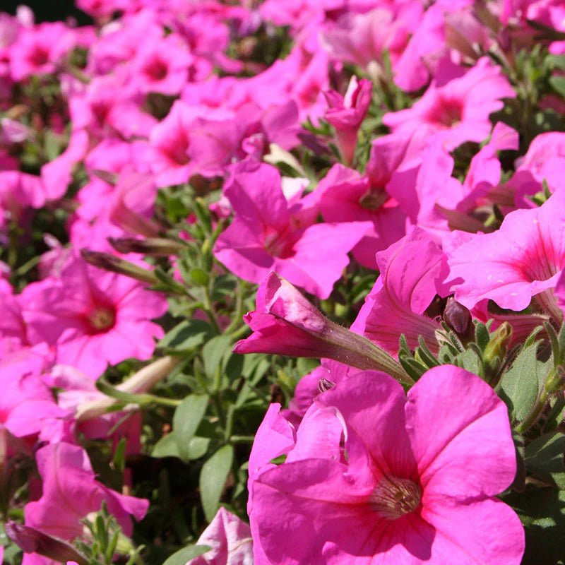 Petunia Easy Wave Pink Passion F1 hybrid for Hanging Baskets/Pots ( spreads upto  3 feet )