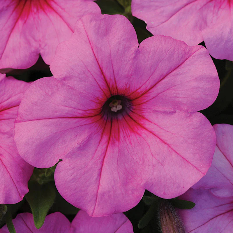 Petunia Easy Wave Pink Passion F1 hybrid for Hanging Baskets/Pots ( spreads upto  3 feet )