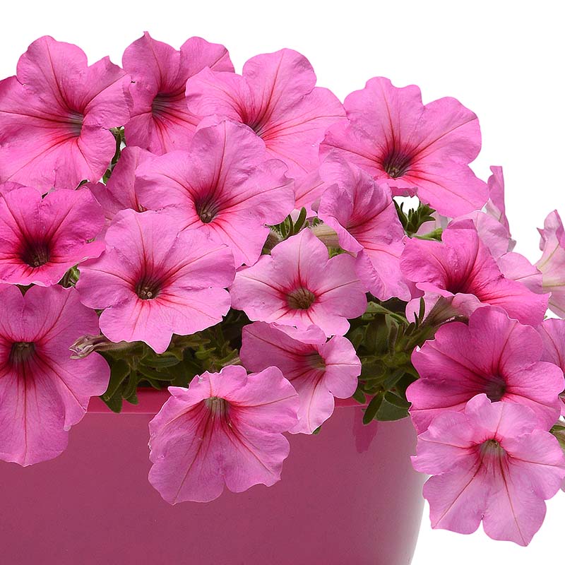 Petunia Easy Wave Pink Passion F1 hybrid for Hanging Baskets/Pots ( spreads upto  3 feet )