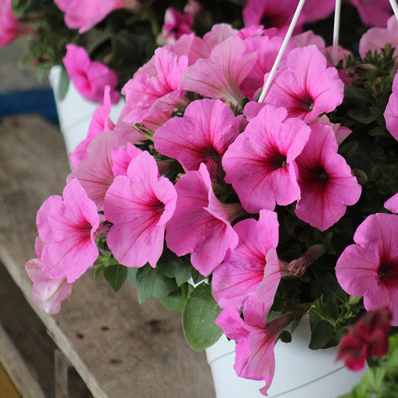 Petunia Easy Wave Pink Passion F1 hybrid for Hanging Baskets/Pots ( spreads upto  3 feet )