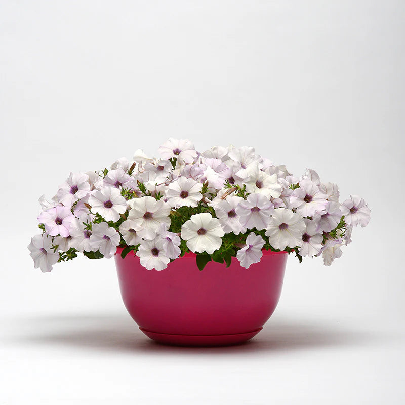 Petunia Easy Wave Silver F1 hybrid for Hanging Baskets/Pots ( spreads upto  3 feet )