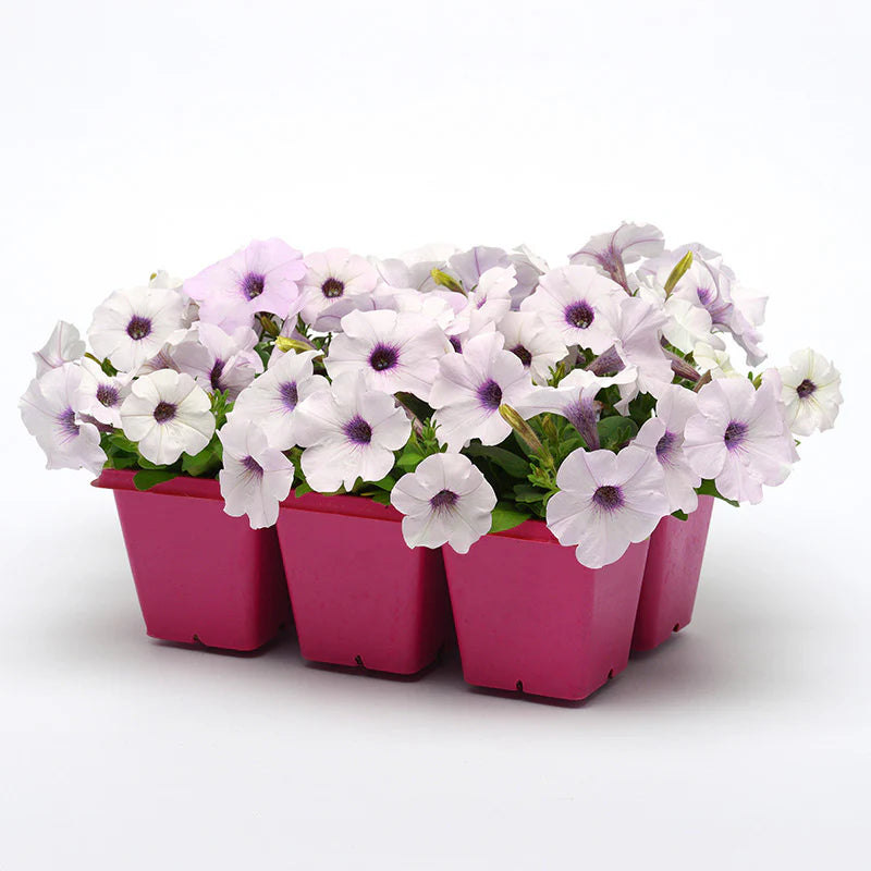 Petunia Easy Wave Silver F1 hybrid for Hanging Baskets/Pots ( spreads upto  3 feet )